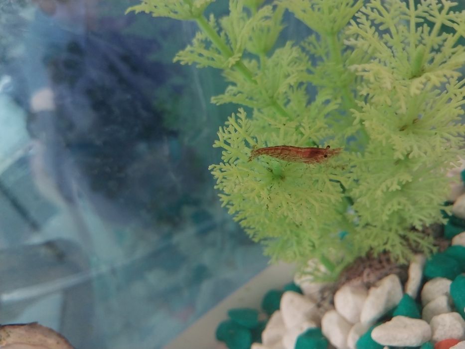 Креветки для аквариума