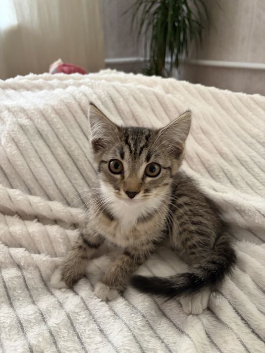Отдам котенка в добрые руки