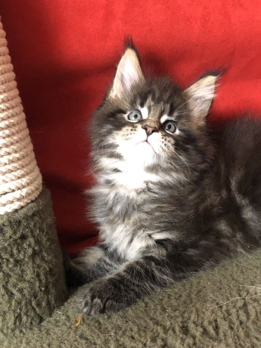 Мейн-Кун! Мальчик!