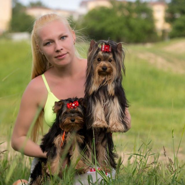 Клубные щенки Йорка!