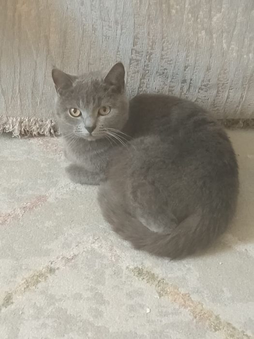 Британская молодая кошка