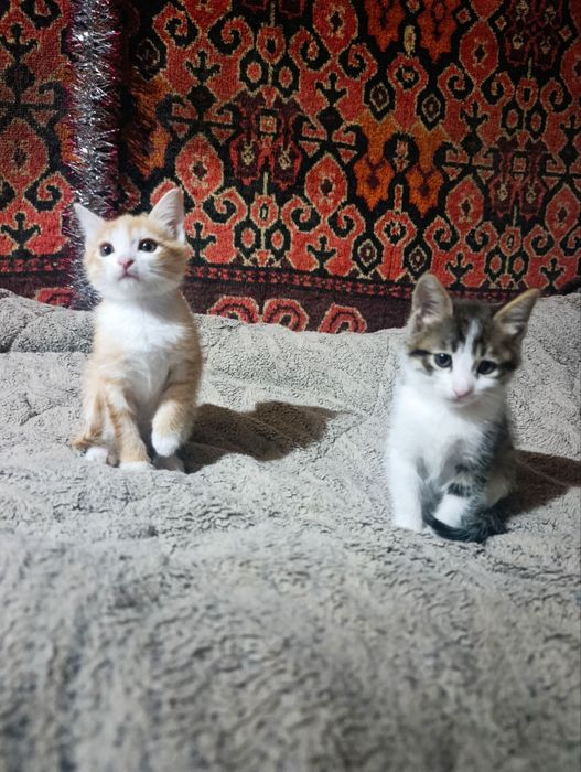 Отдаются котята, две девочки и один мальчик