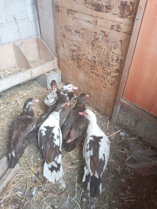 Продам шипунов самки город тараз