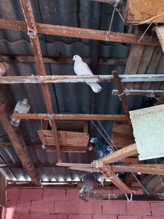 Голуби  домашние