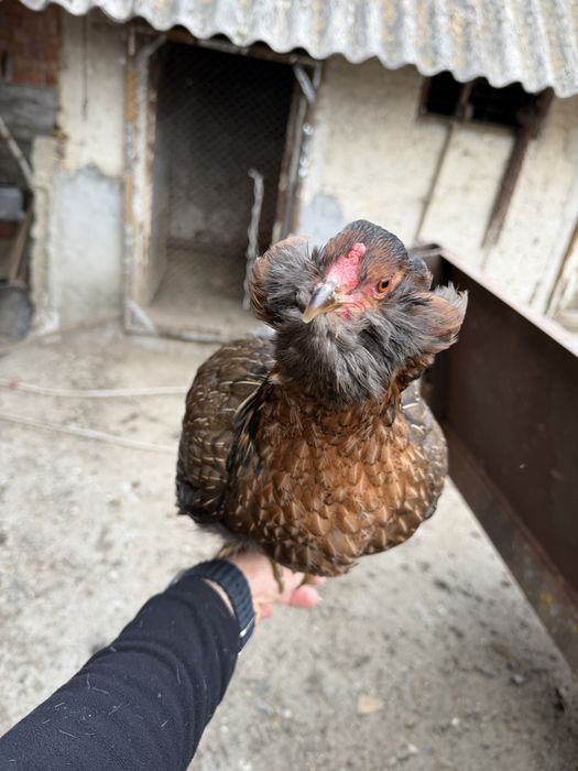 Araucana Potarnichiu Salbatic pasari si oua