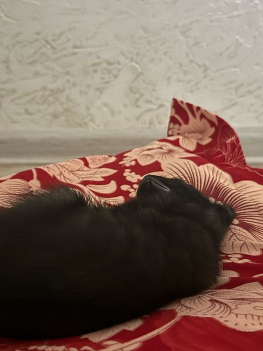 Кошка        Мысық