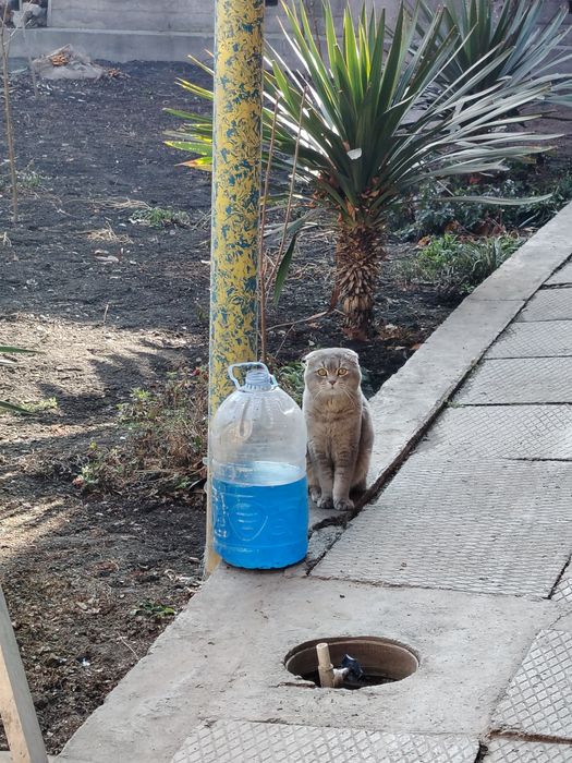 skotish fold pro max