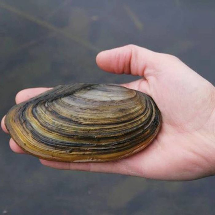 Речной ракушки  свежий