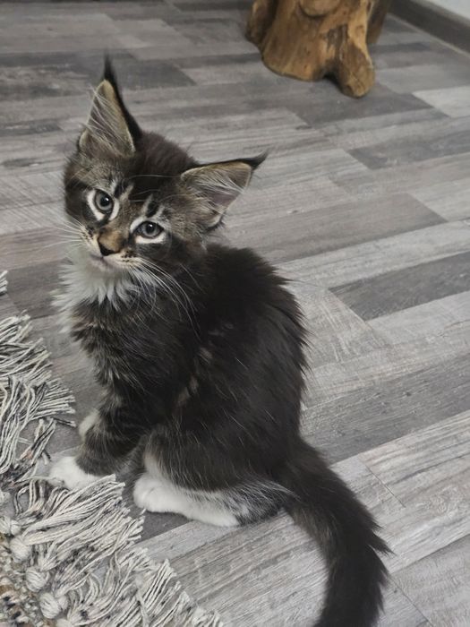 Maine coon femela