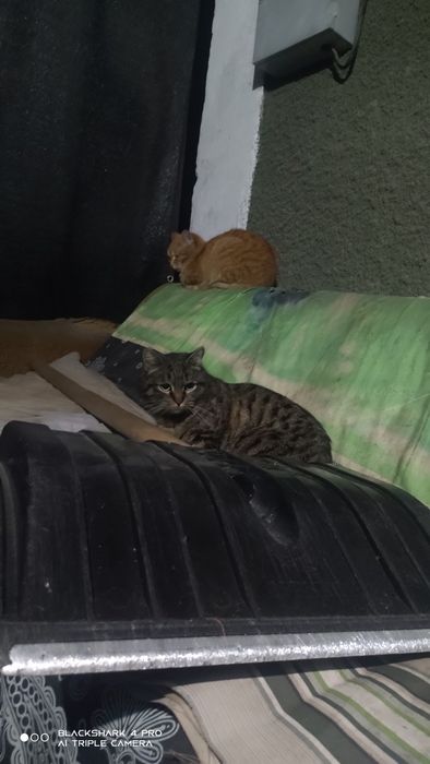 Отдам кошек и котов