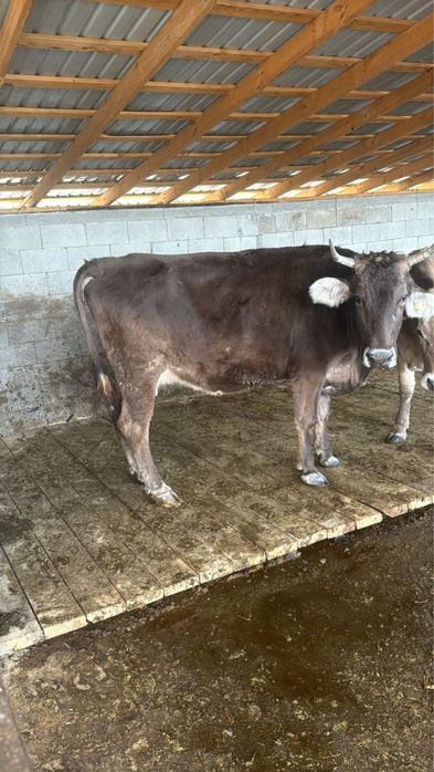 Корова, КРС, телки