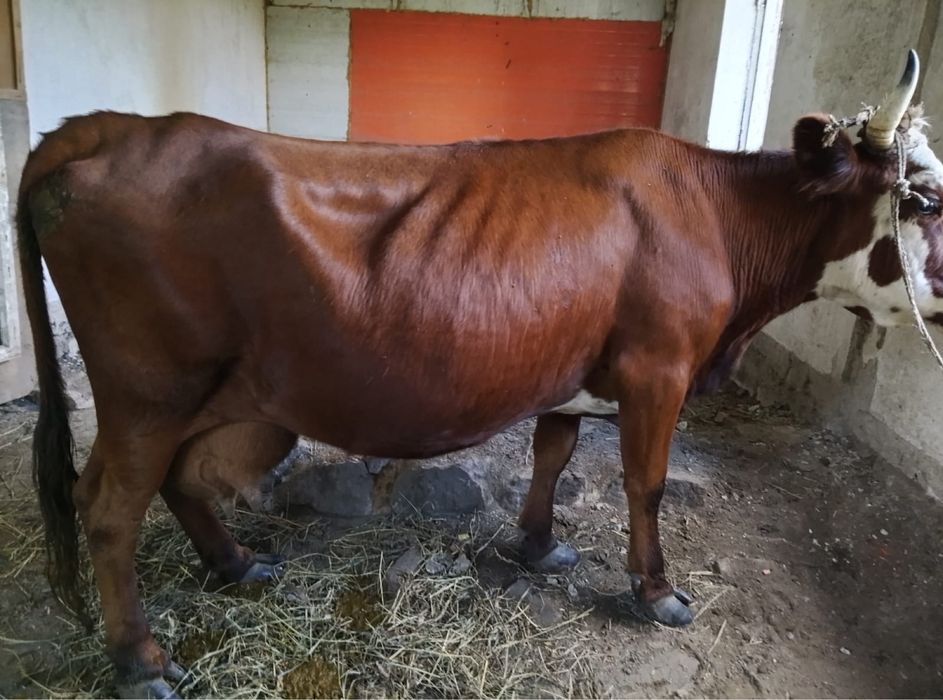 Продам дойную корову .