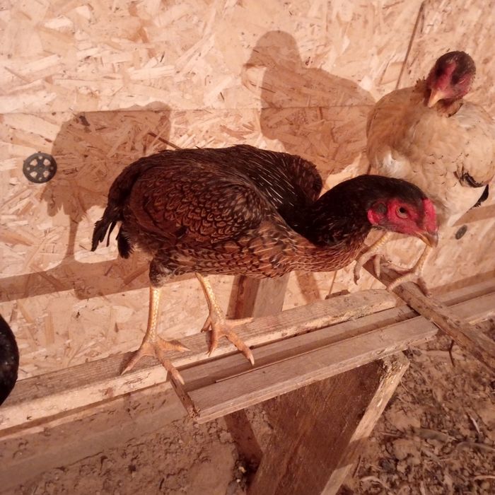 Продам яйца дакана