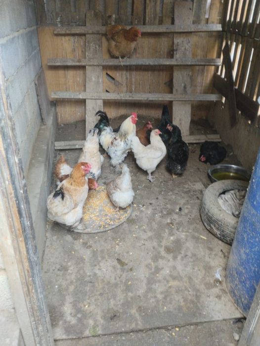 Куры и Петух утки