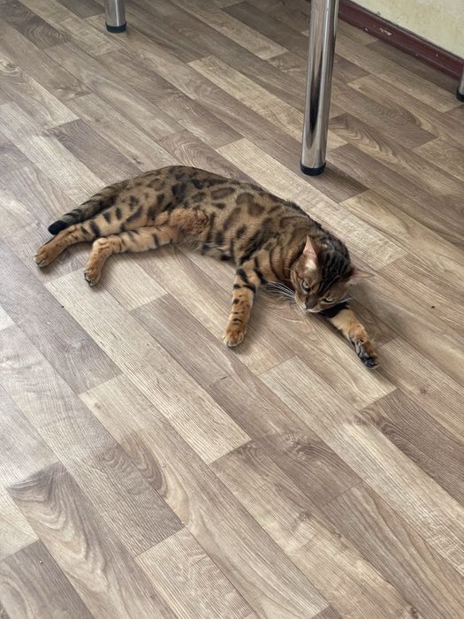 Кот бенгал продается