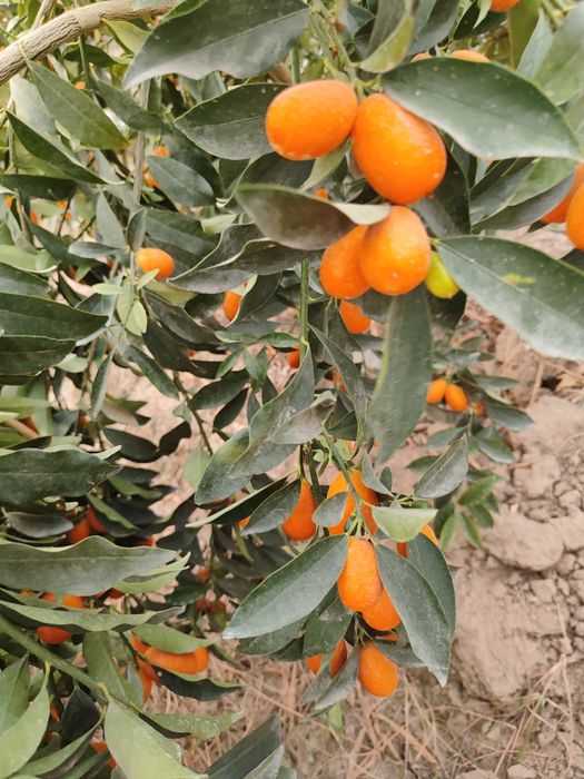 Kumkuvat mevasi shirin