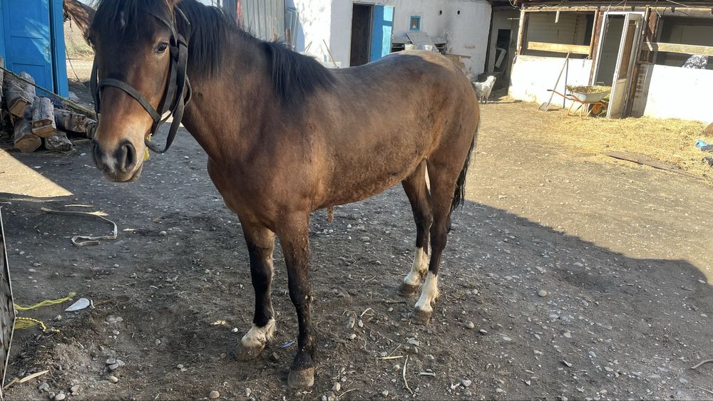 Байтал  3жасар семіз