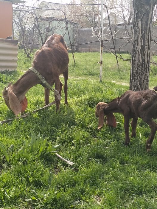 Продается козлёнок 50%камори, 50% битал !