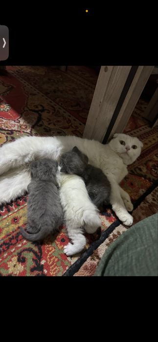 Милые котята шотладские вислоухие