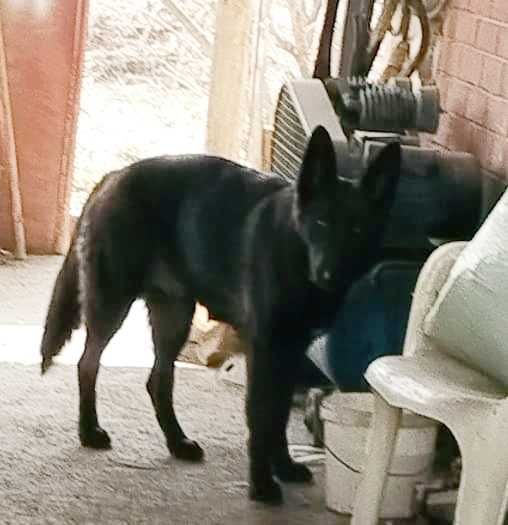 Продам щенков, метисы