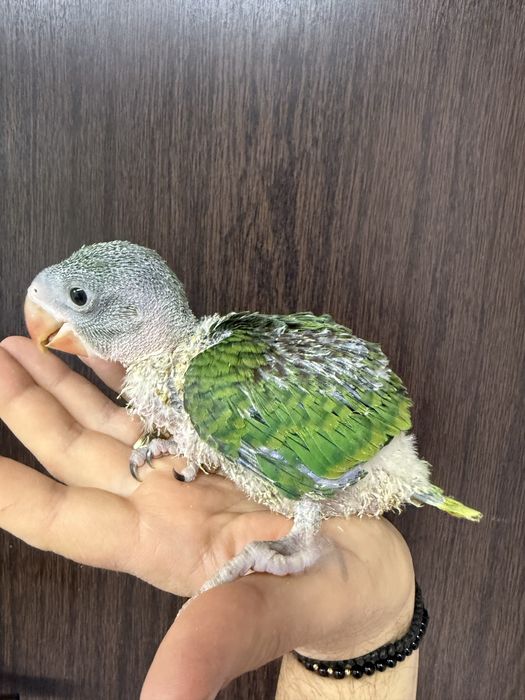 Puiuti blanzi 2025 papagali marele alexandru alexander