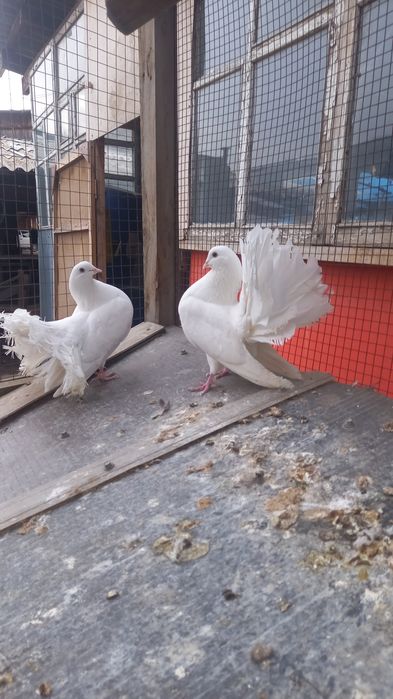 Голуби пара павлинов