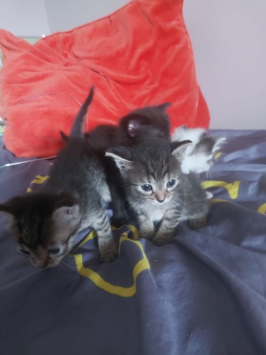 Отдам котят в добрые руки