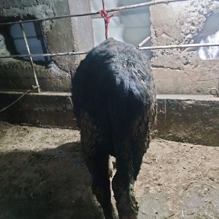 Навосча сотилади зур