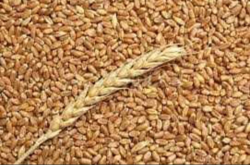 Vand grâu productie 2025