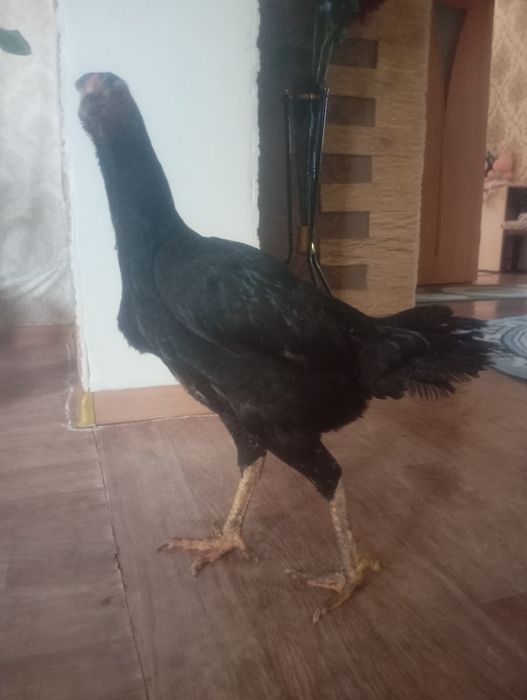 Срочно продам курицу брозильку