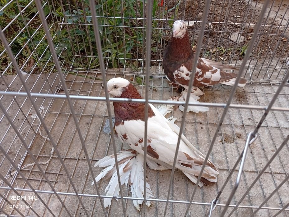 Голуби  Телеграмдан ёзинг