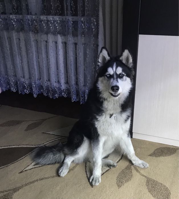 Вязка кобель хаски