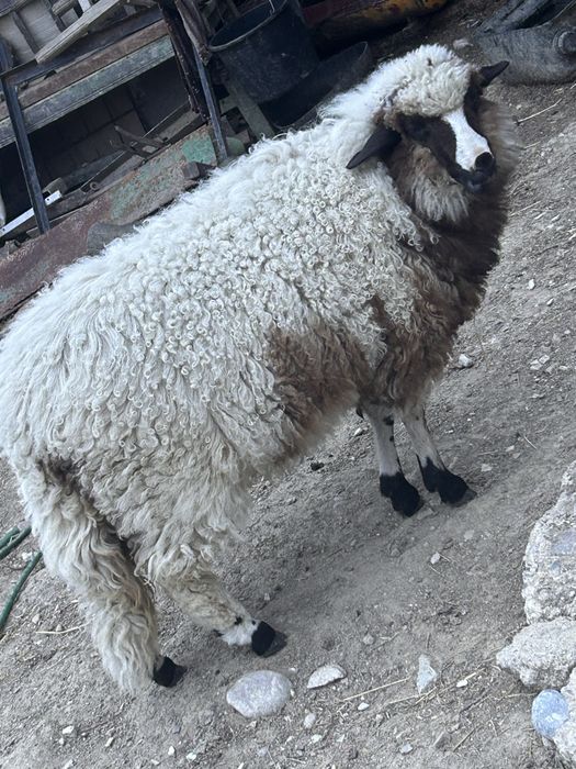 Miala de 5 luni