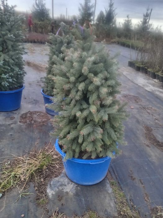 Посадка деревьев и кустарников