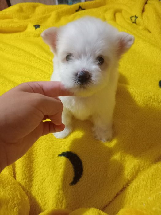 Pui bichon maltez .