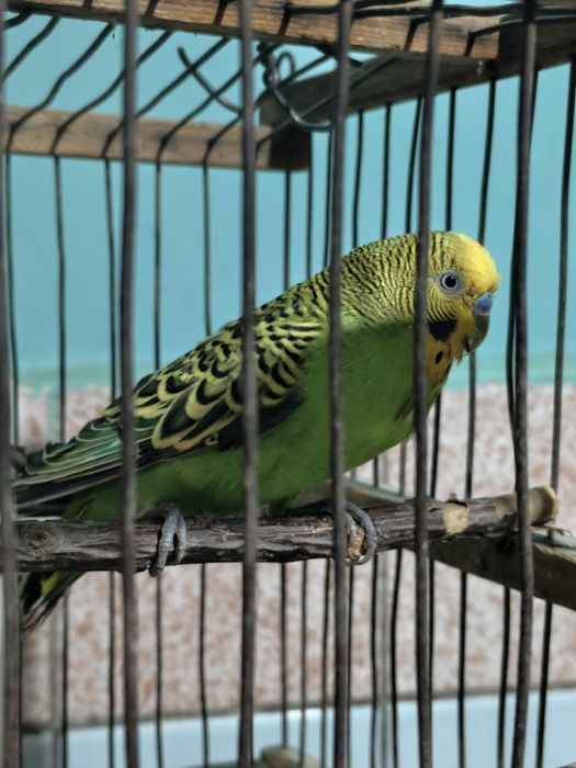 Попугай взрослый самец