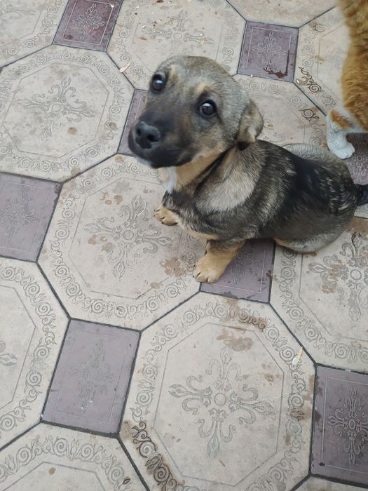 Отдадим очаровашку в добрые руки