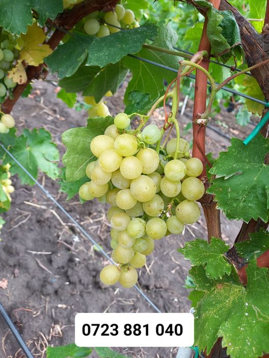 Butasi vita de vie anul 2 și anul  3