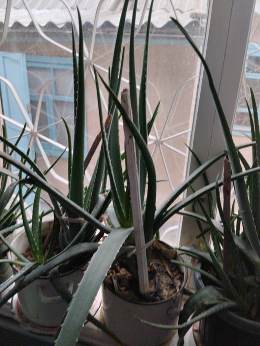 Домашние растения алоэ