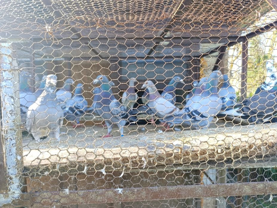 Спортни пощенски гълъби