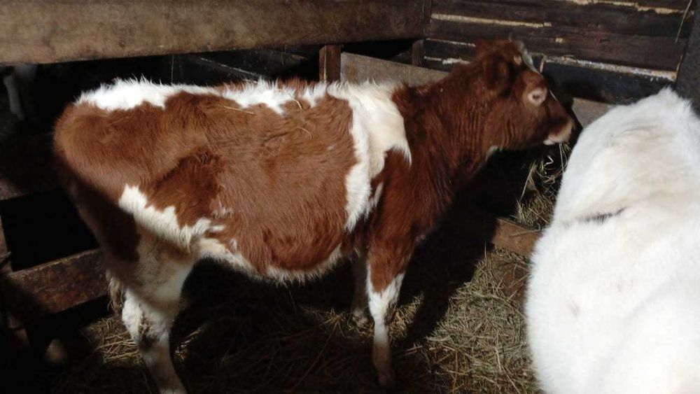 Продам тёлочек  8-9 месяцев .