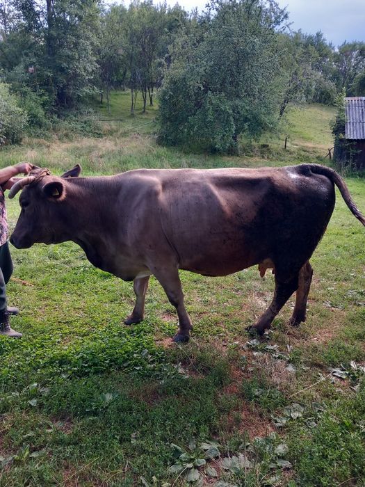 De vânzare  vaca  cu vitea