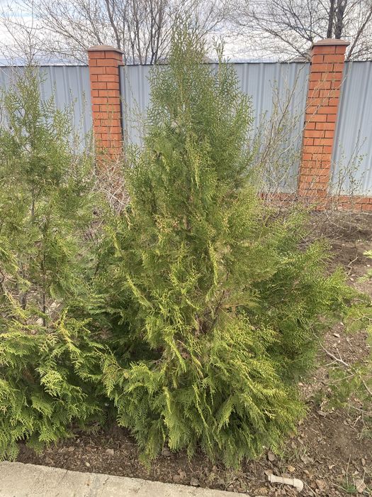 продам туи, высокие
