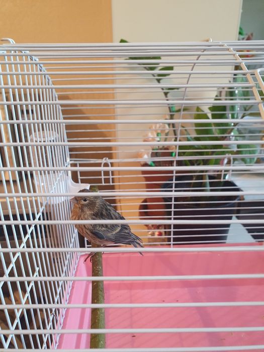 Продаю канарейку