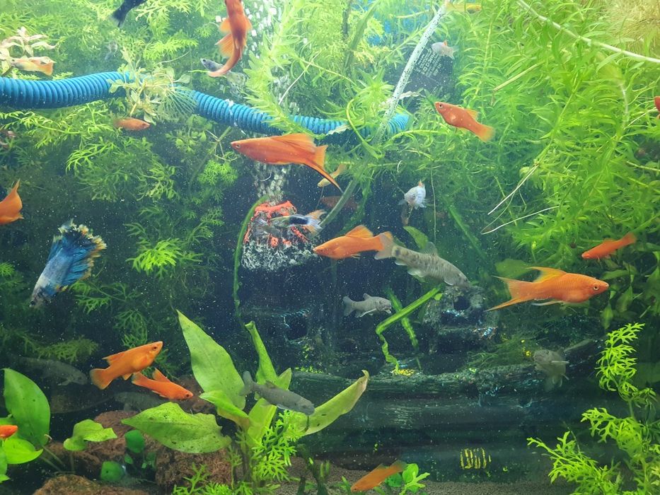 Меченосец рубин 4-5см