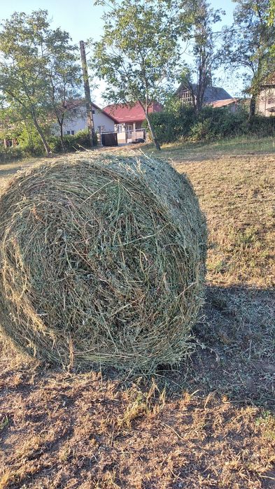 Fân de lucernă de vânzare