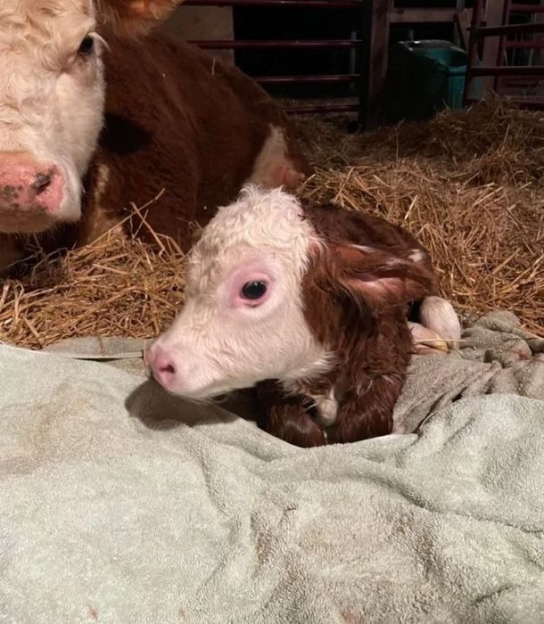 Телята Симментал бұқа құнажындары