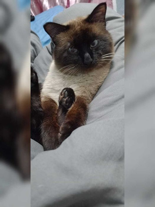 Пропал кот. Кличка: Сосиска