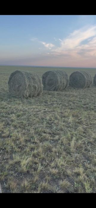 Продам сено тюках