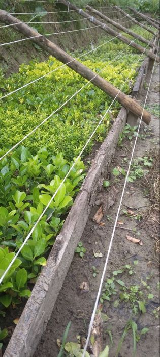 Manzarali dekarativ Shamshodlar bresklet sotiladi